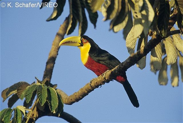 Red-breasted Toucan s66-7-098.jpg